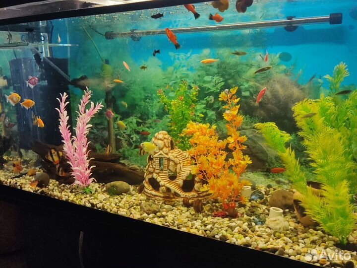 Аквариум тумба содержимое и все аксессуары к нему