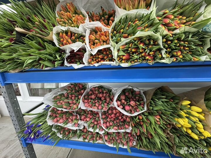 Тюльпаны к 8 марта