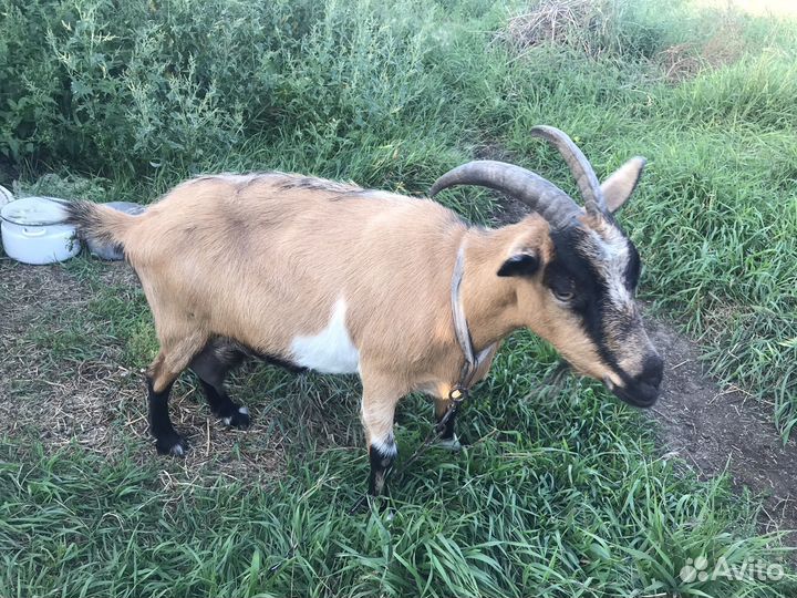 Коза дойная