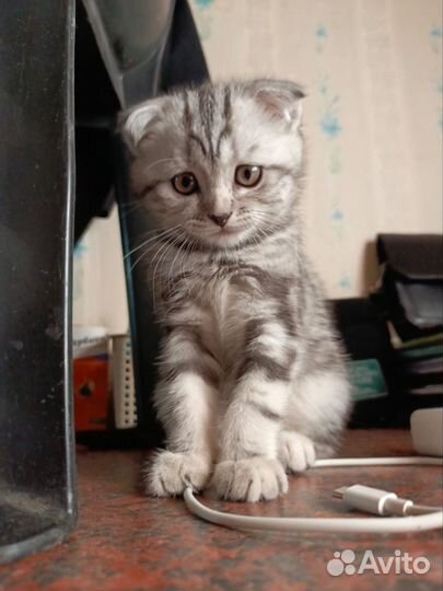 Шотландская