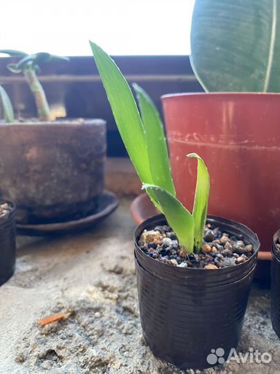 Алоэ, малыши