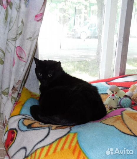 Кошечка в добрые руки