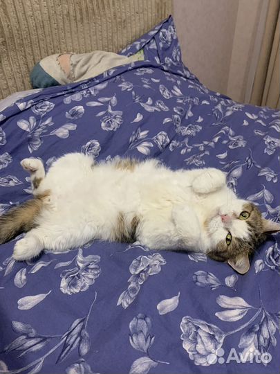 Шотландский кот