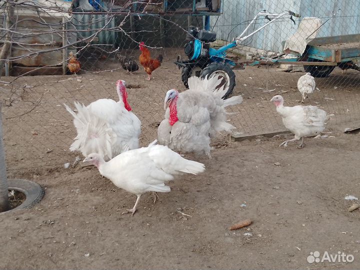 Индюшиное инкубационный яйцо