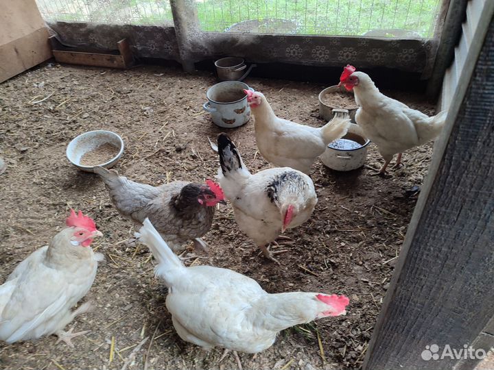 Куры несушки