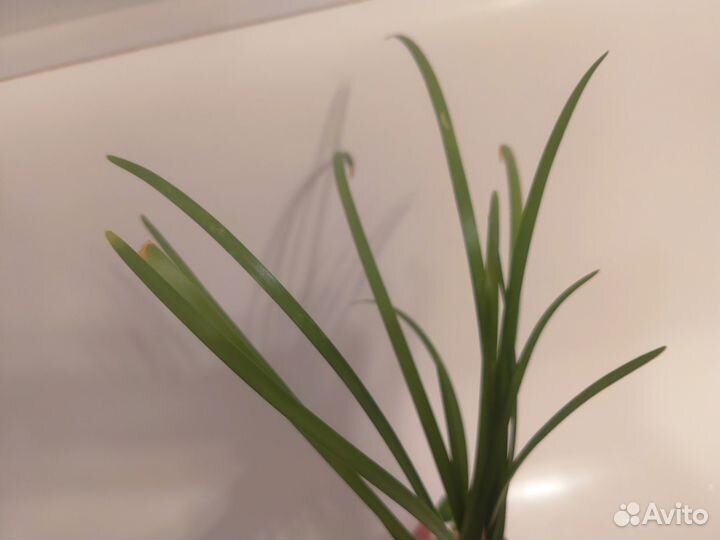 Комнатные Растения для пересадки, рассады