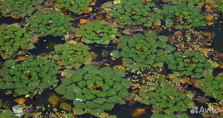 Прогулкавдельтеволги лотосовые поля выход вКаспий