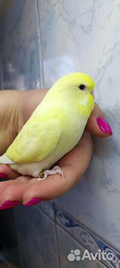 Попугаи ввп чехи