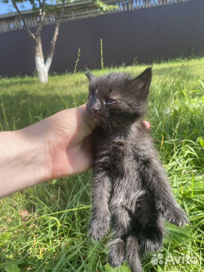 Отдам котят в добрые руки