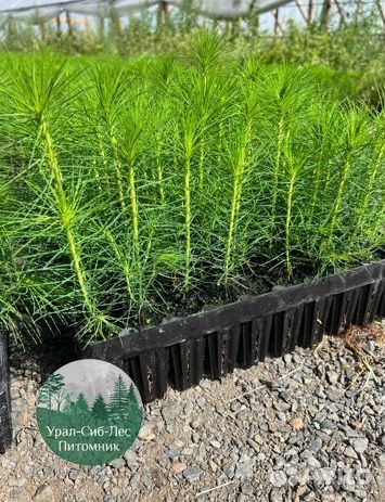 Сеянцы зкс Сосна Ель Лиственница окс Голуб Горн