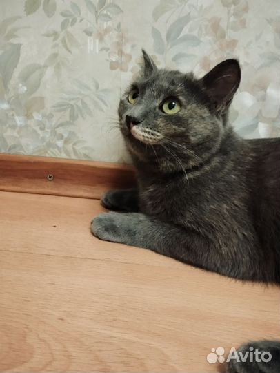 Кошка Герочка в добрые руки