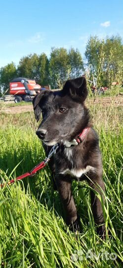 Щенок в добрые руки бесплатно