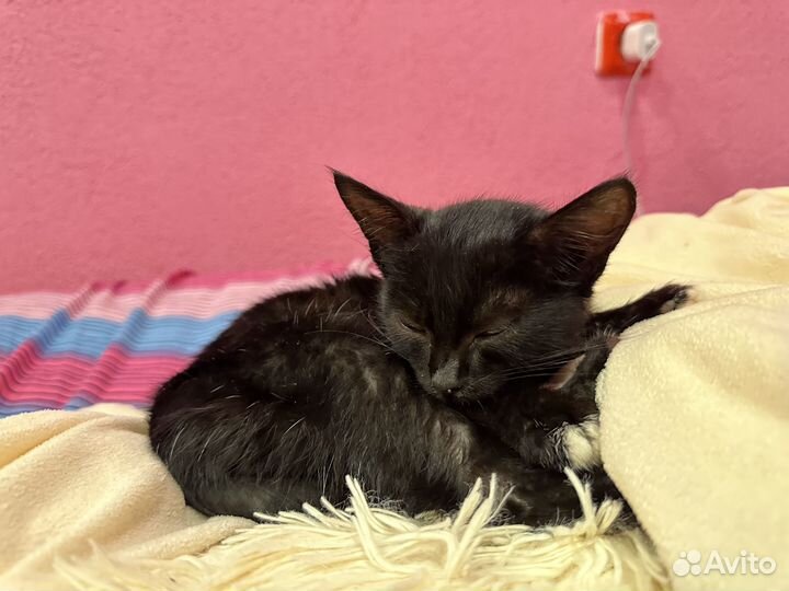 Котенок черный