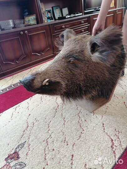 Чучело головы кабана