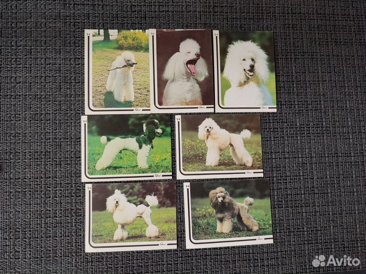 Карманные календарики собаки 4