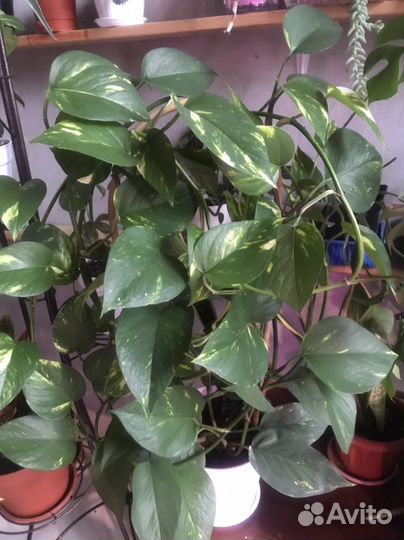 Сциндапсус