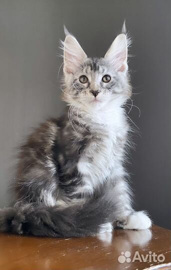 Мейн кун котенок