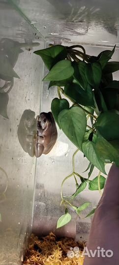 Литория(австралийская лягушка)