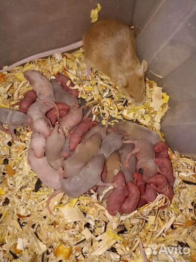 Кормовые мыши и крысы голыши-взрослые