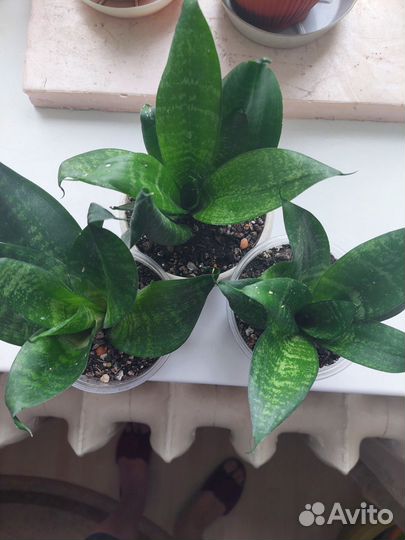 Комнатные цветы