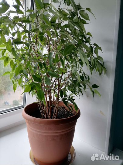 Фикус мелколистный