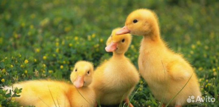 Гусята суточные