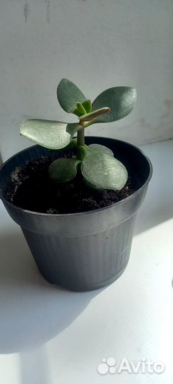 Комнатные растения цветы