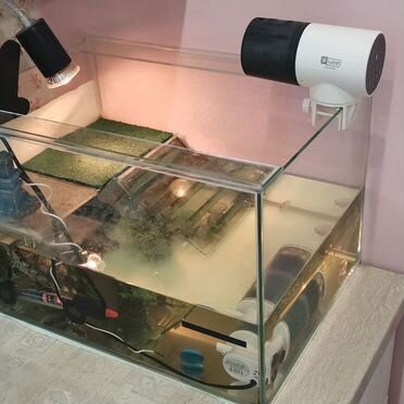 Красноухая черепаха с аквариумом