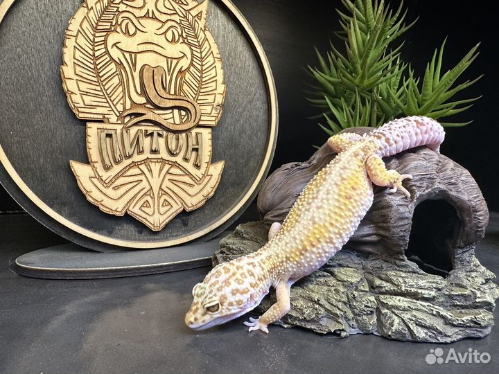 Пятнистый эублефар