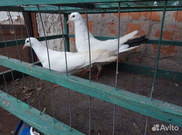 Авито голуби. Бакинские голуби в Тамбове. Голуби Бакинские авито. Голуби на авито в Ставропольском крае 2020. Голуби Бакинские в Саратове на продажу.