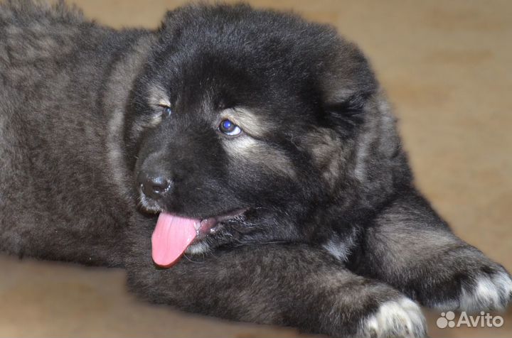 Щенки Кавказской овчарки продам