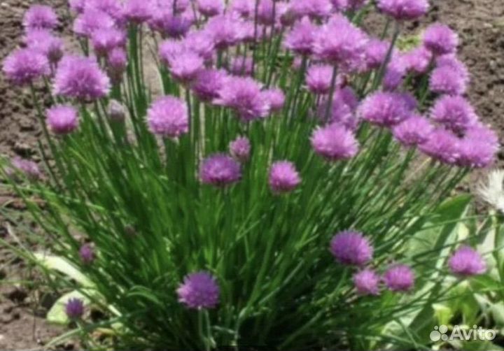 Садовые многолетки