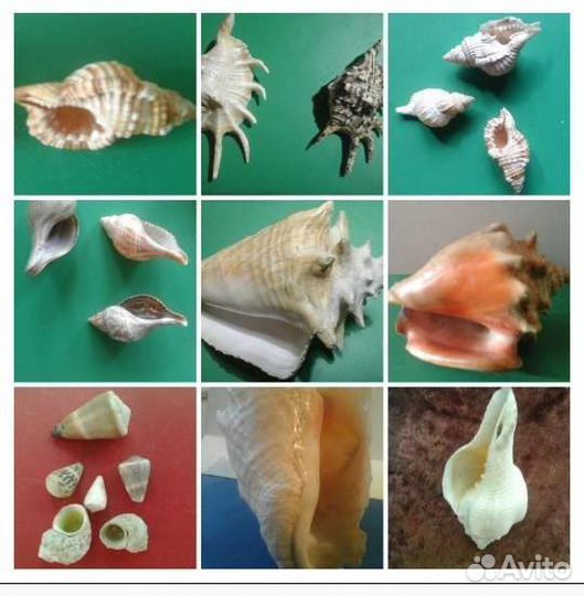 Раковин2хствор,Коралы,Блестящ,Отверстия,Камушки