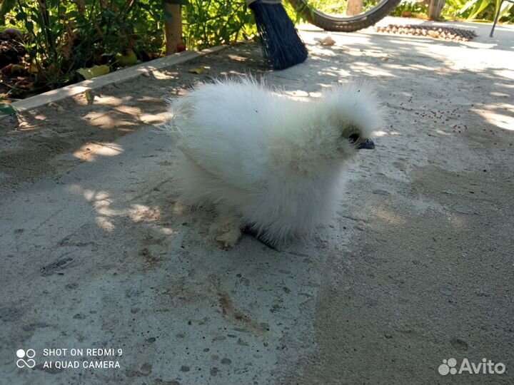 Китайский шёлковый цыпленок