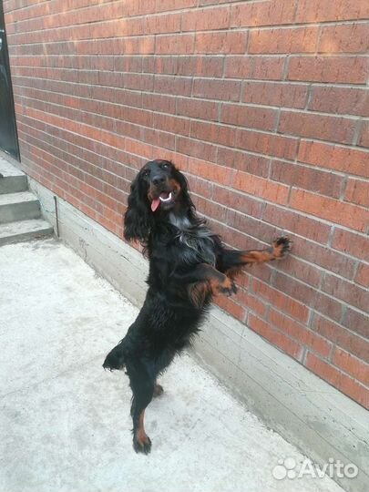 Вязка русский охотничий спаниель