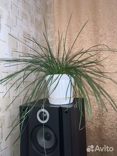 Зефирантес