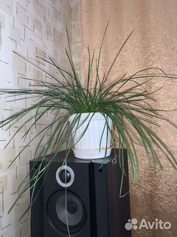 Зефирантес