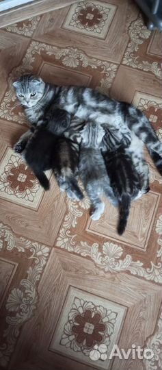 Кошка