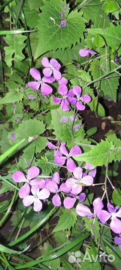 Семена Лунария