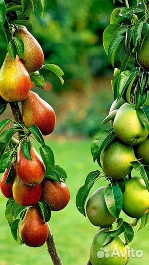 Плодовые.Колоновидные.Мини.Обычные