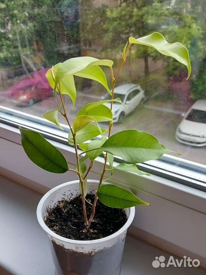 Фикус Бенджамина