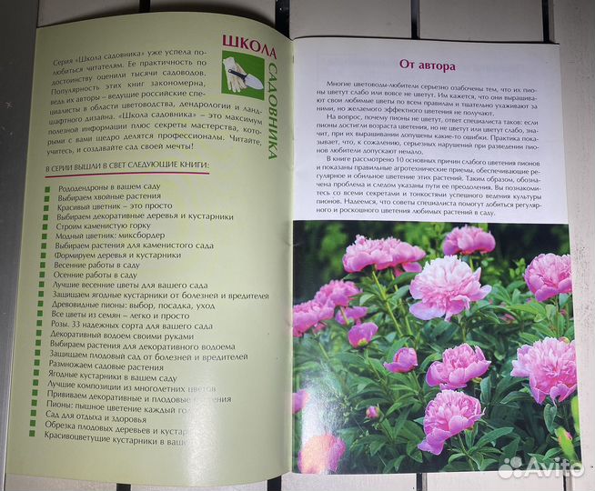 Пионы: пышное цветение каждый год. Ипполитова