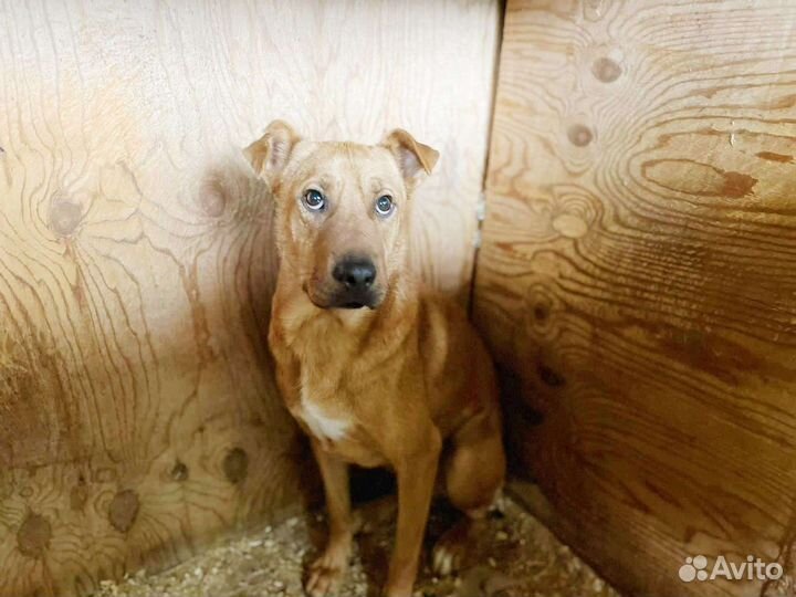 Собака из приюта ищет дом