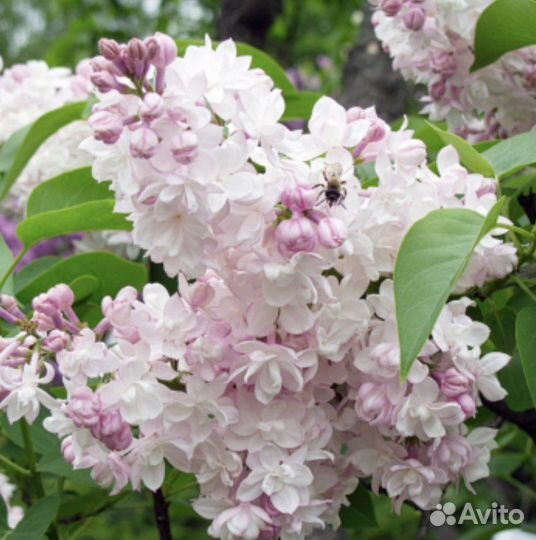 Сирень 'Красавица Москвы'