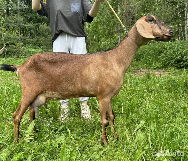 Продам нубийских и камори-нубийских коз