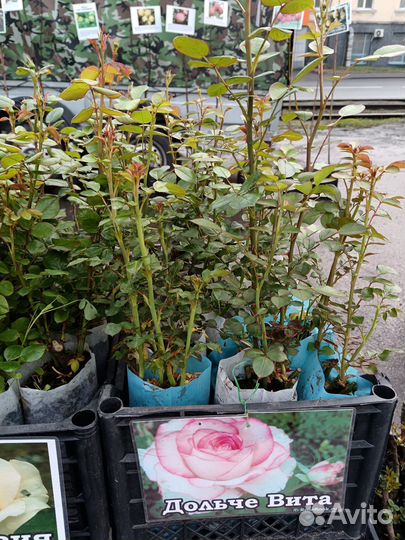 Кустовые розы