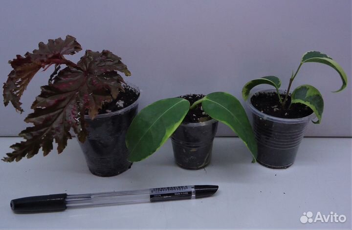 Комнатные цветы 30/06