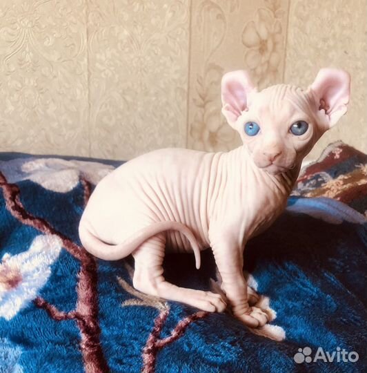 Канадский сфинкс