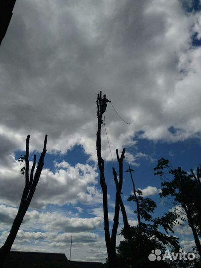 Спил деревьев любой сложности