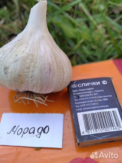 Озимый чеснок на посадку